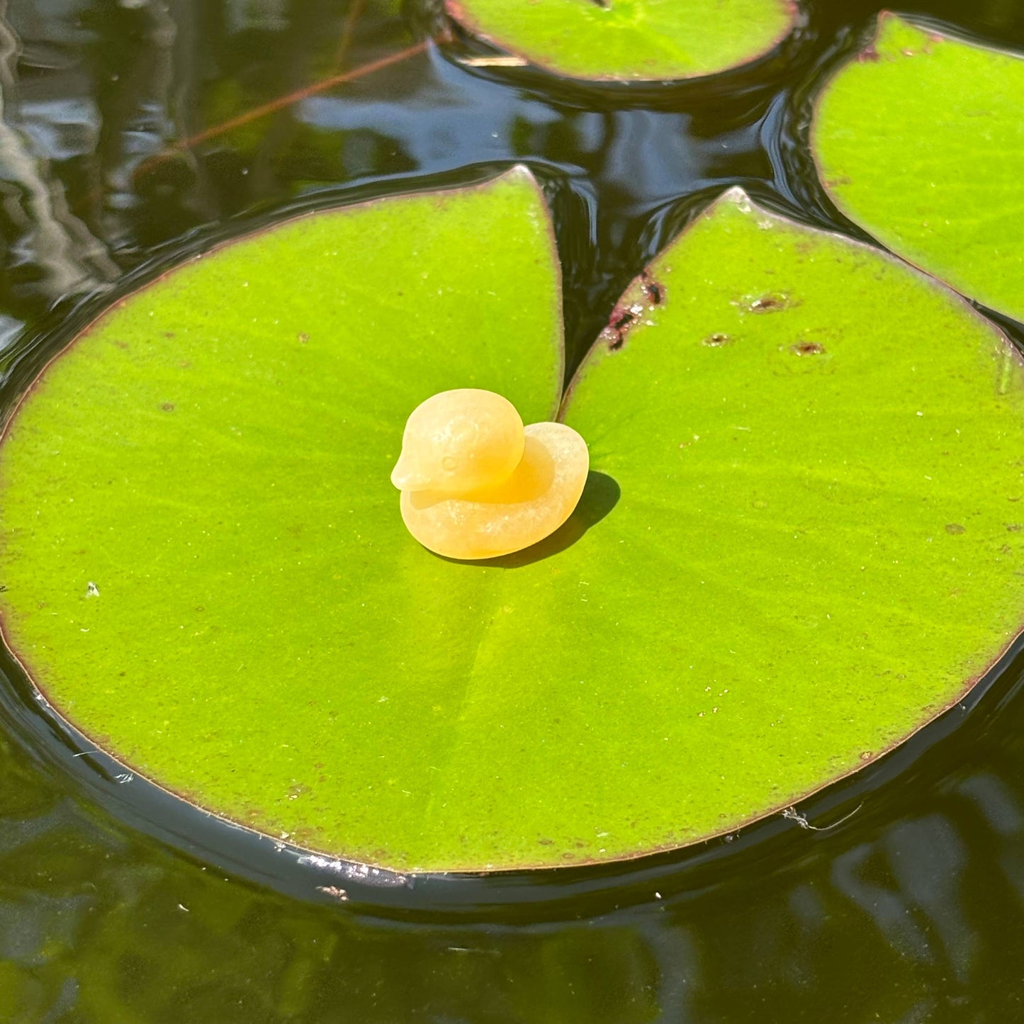 Img