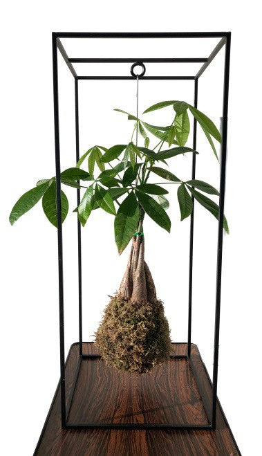 Kokedama Pachira Aquatica