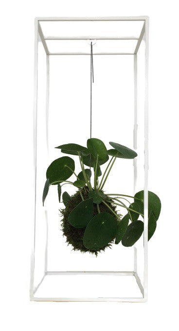 Kokedama Pilea Peperomioides