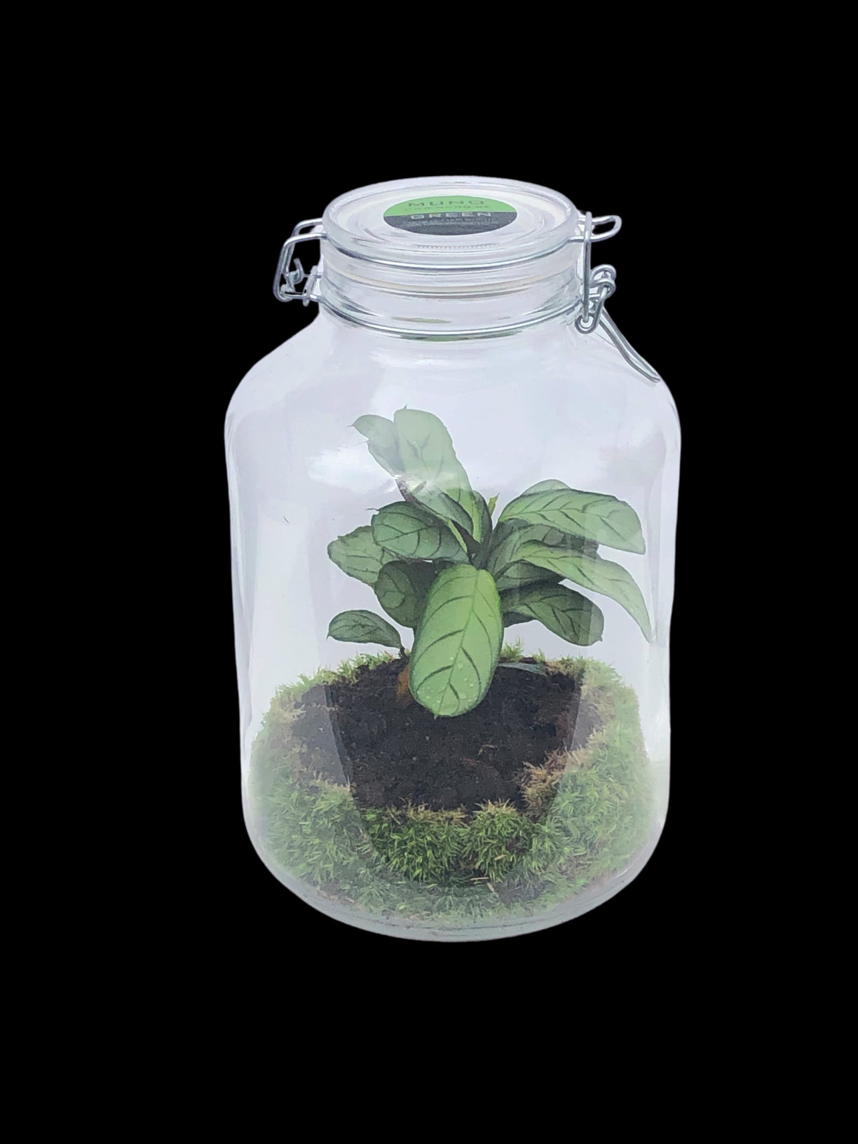 Terrarium - calathea en bokaal