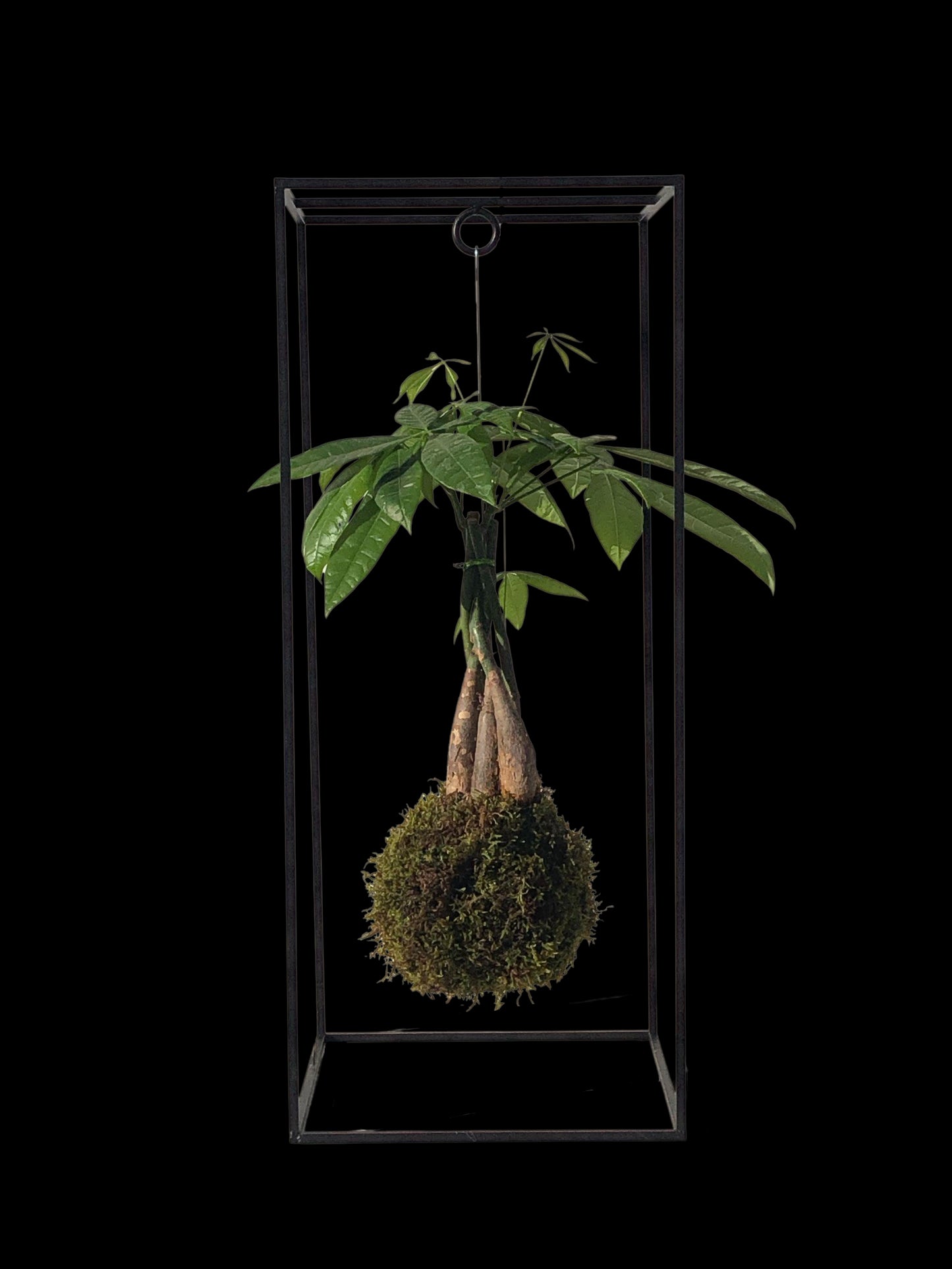 Kokedama Pachira Aquatica
