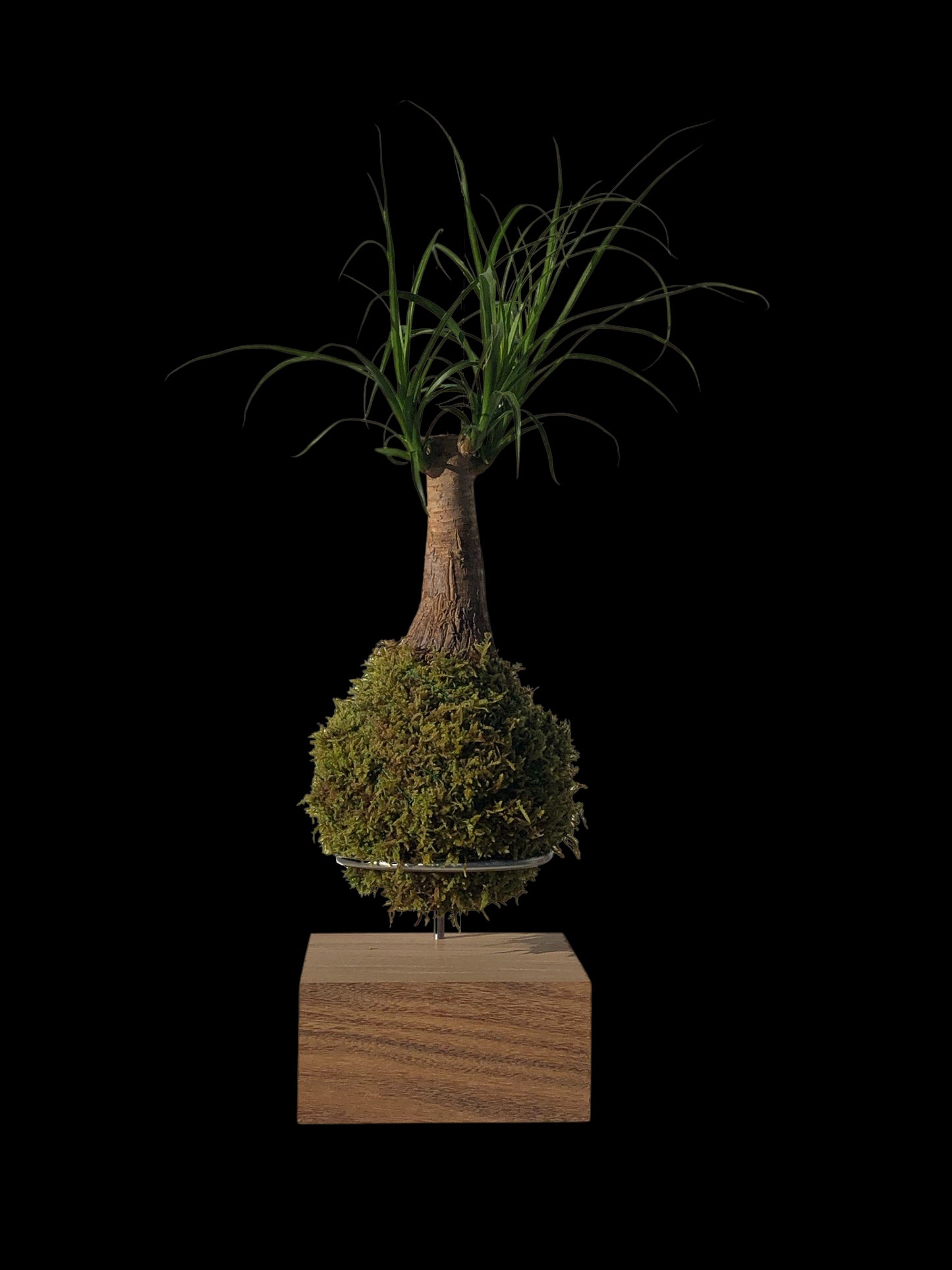 Houten voet met Inox ring voor kokedama