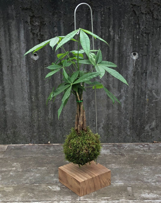 Kokedama Pachira Aquatica
