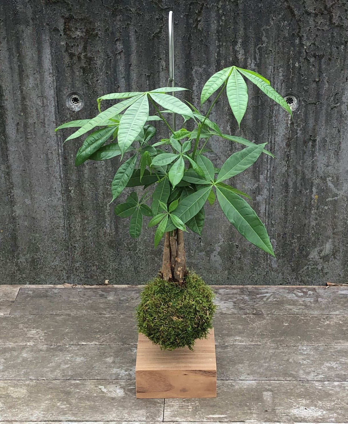 Kokedama Pachira Aquatica