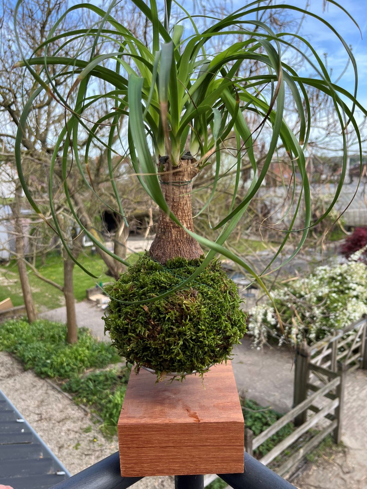 Kokedama Beaucarnea