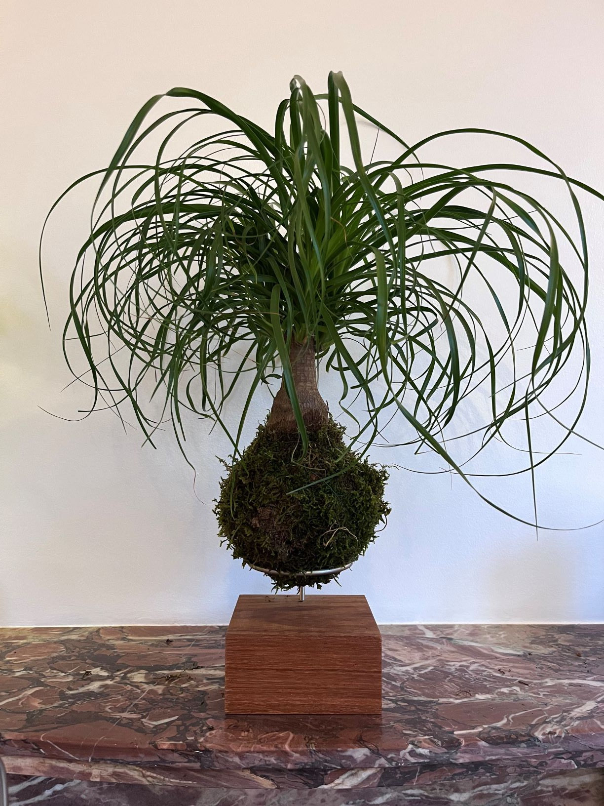 Kokedama Beaucarnea
