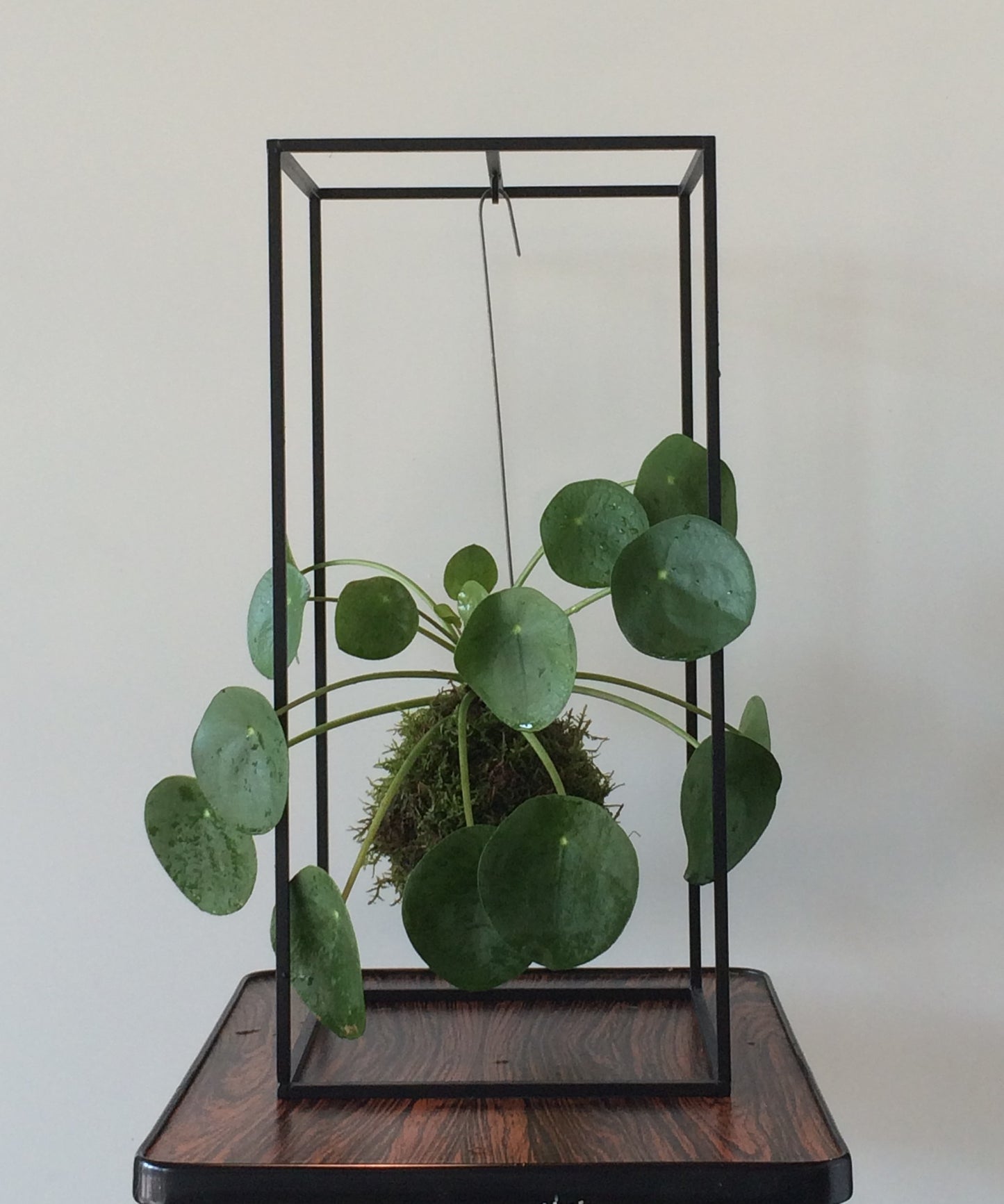 Cache-plantes CAGE Small Noir