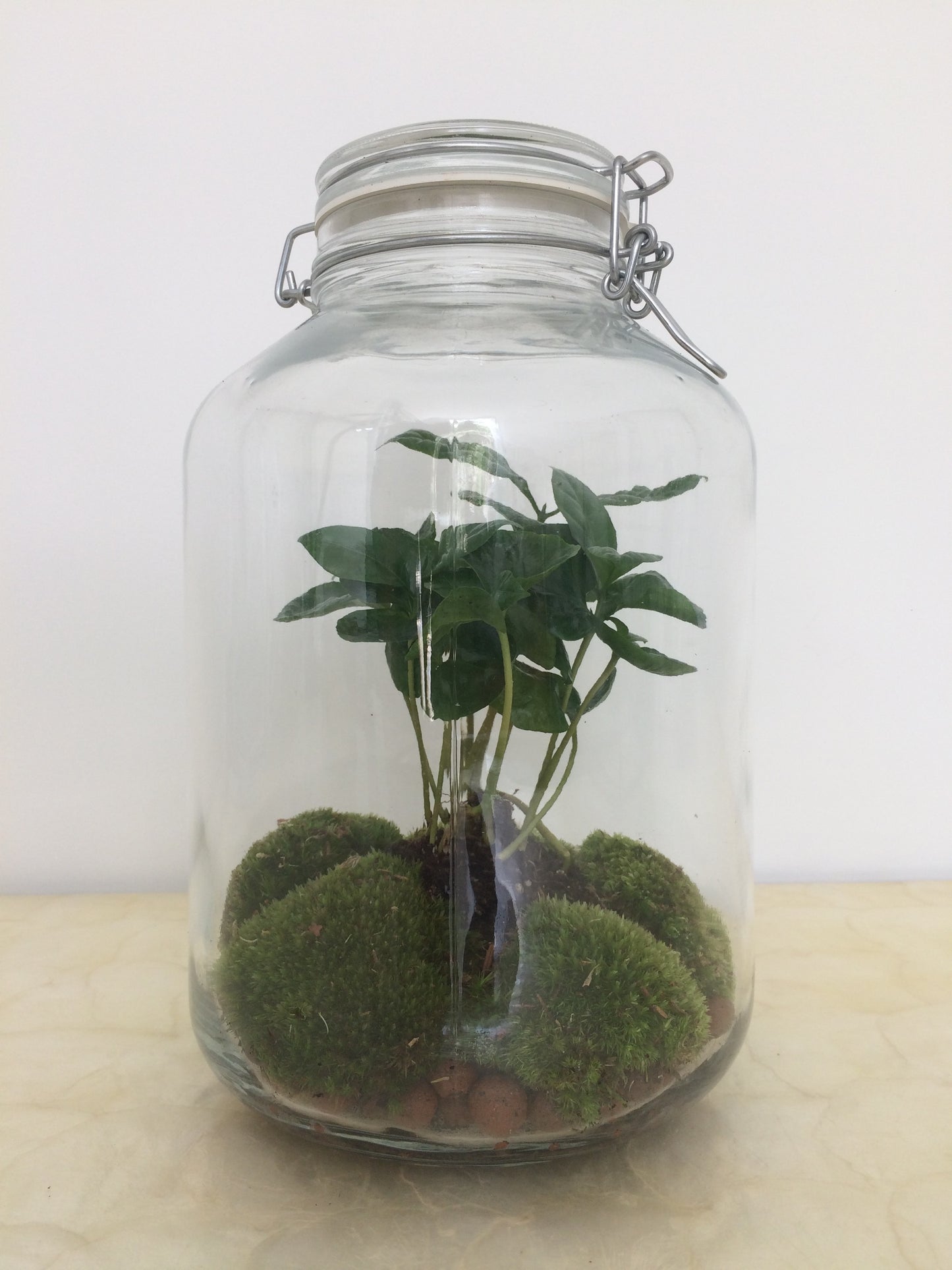 Terrarium - plante à café en bokaal