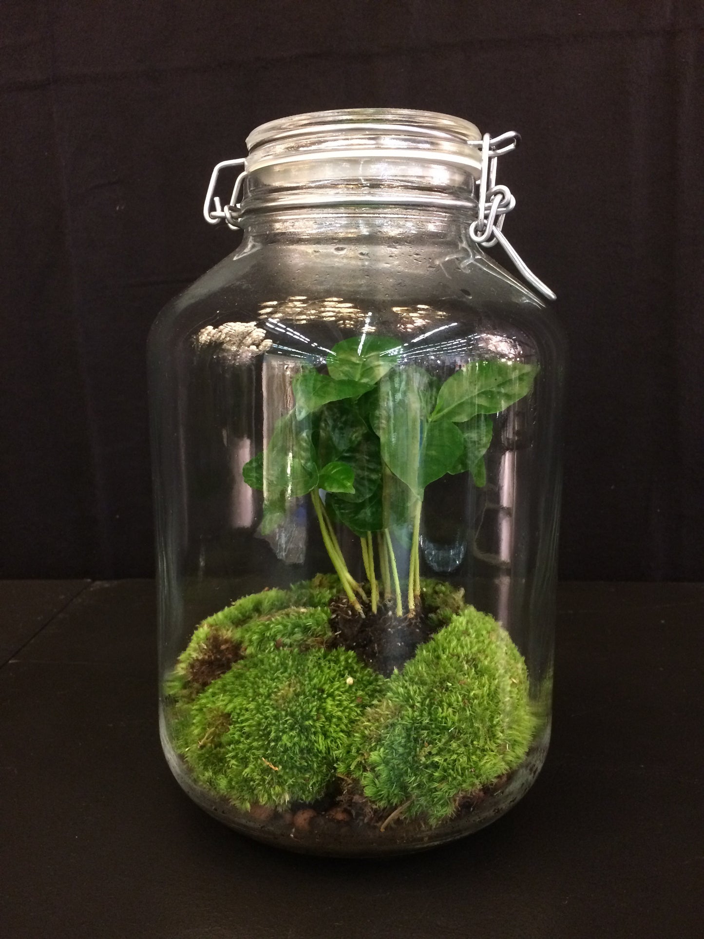 Terrarium - plante à café en bokaal