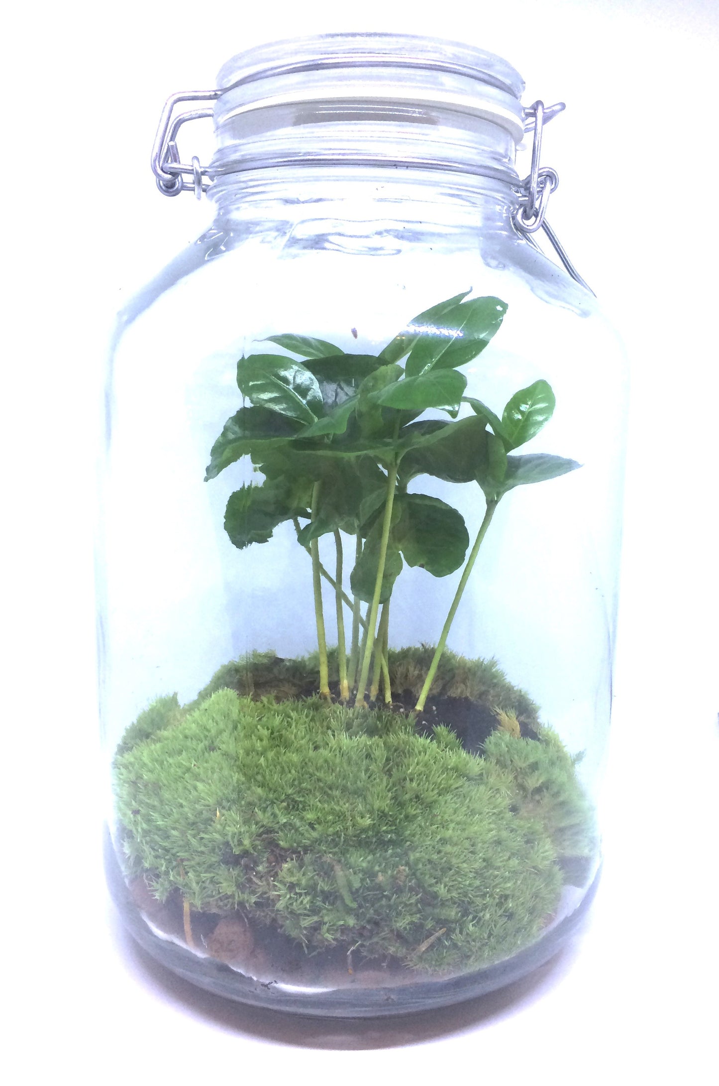 Terrarium - plante à café en bokaal