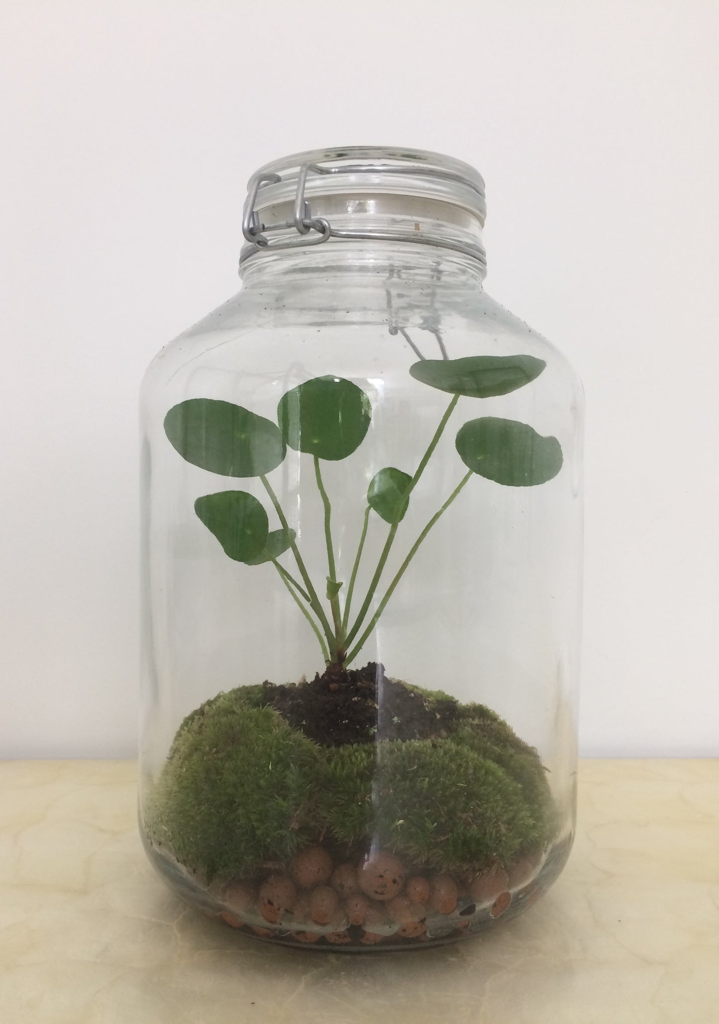 Terrarium - pilea en bokaal
