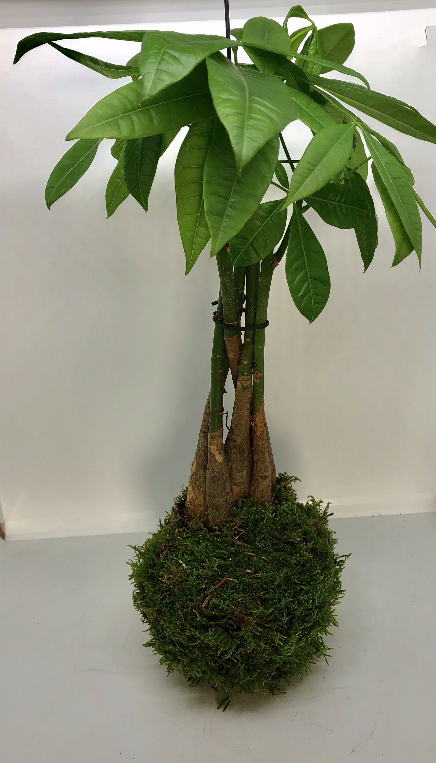 Kokedama Pachira Aquatica