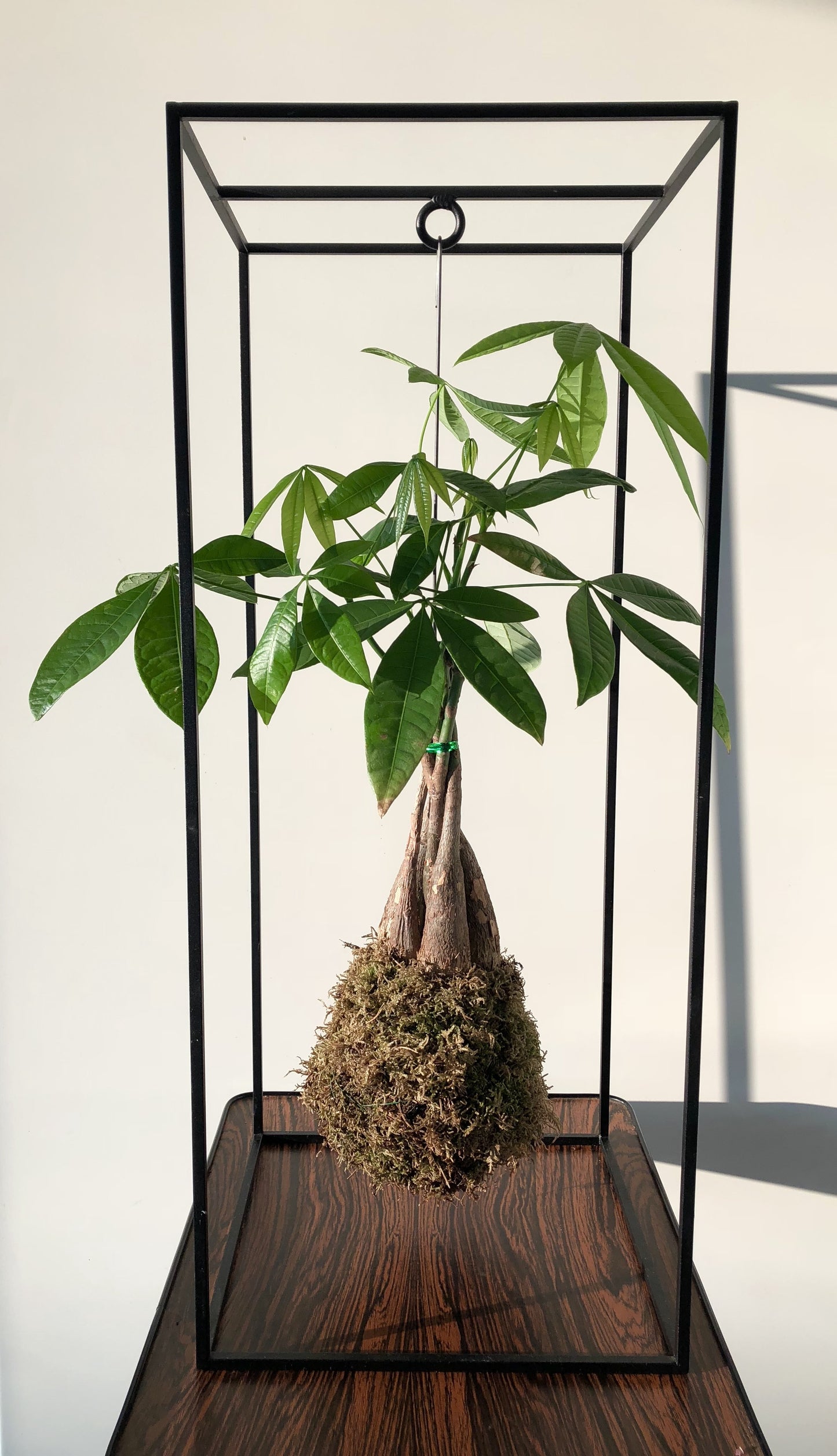 Kokedama Pachira Aquatica