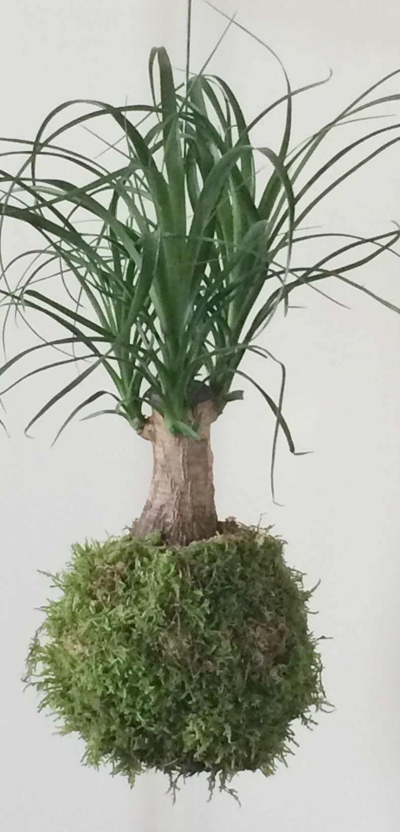 Kokedama Beaucarnea