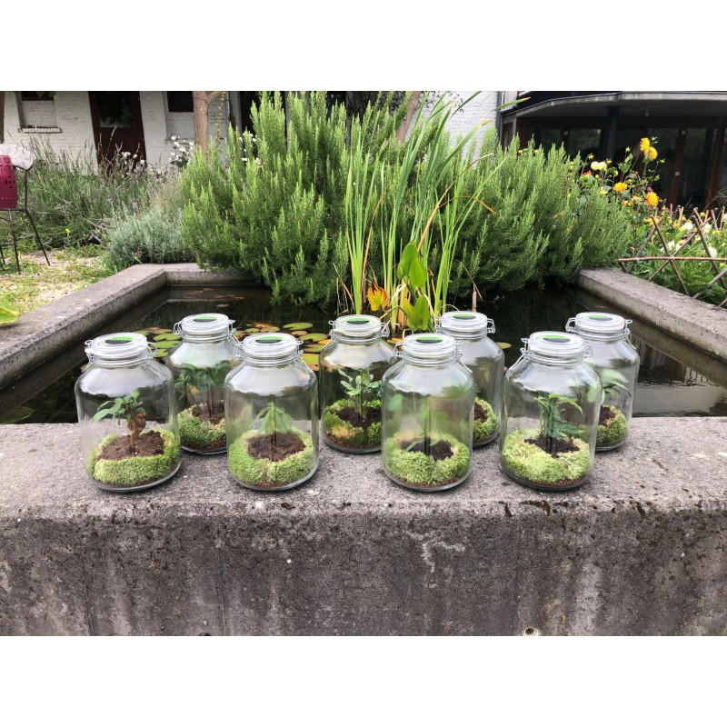 TerrariumCafévivantplantebocal