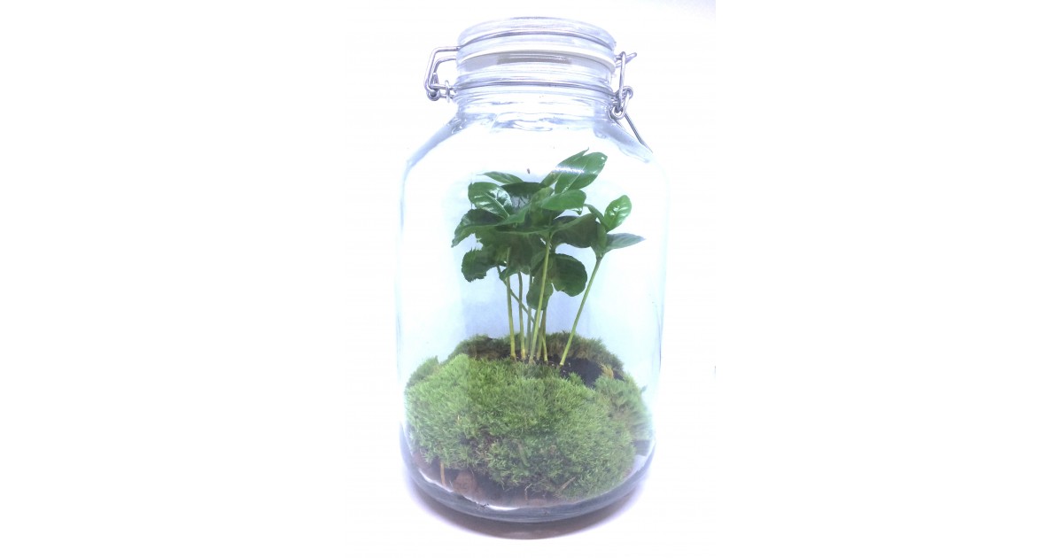 Terrarium - plant in jar