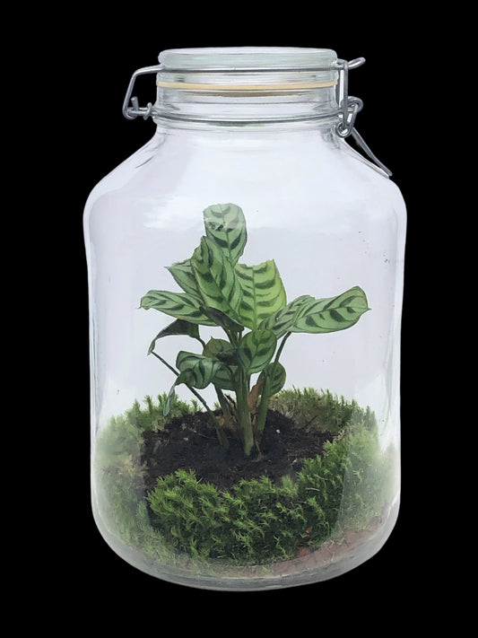 Terrarium - calathea en bokaal