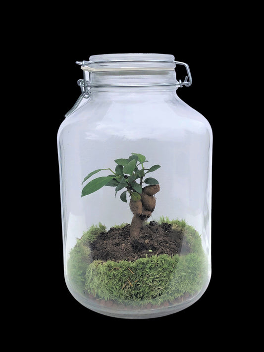 Terrarium - ficus ginseng in bokaal
