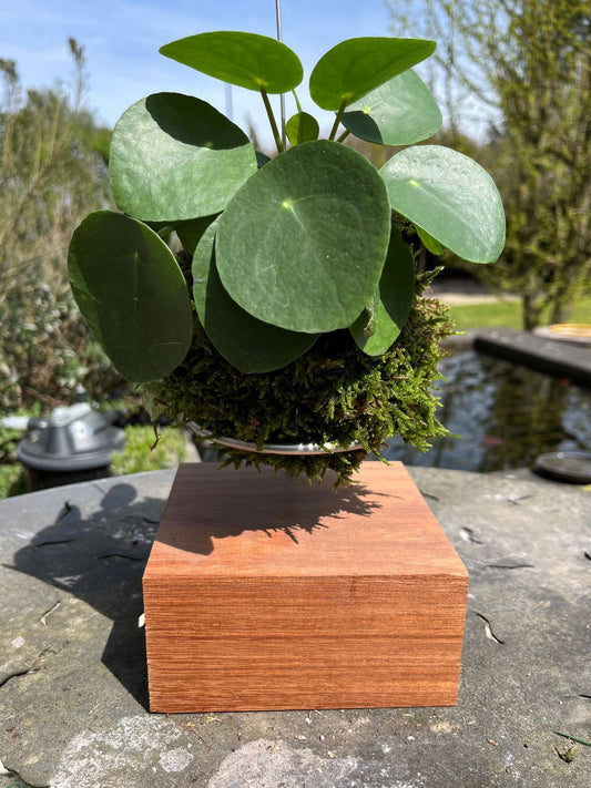 Kokedama Pilea Peperomioides