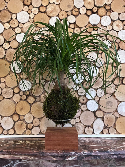 Kokedama Beaucarnea