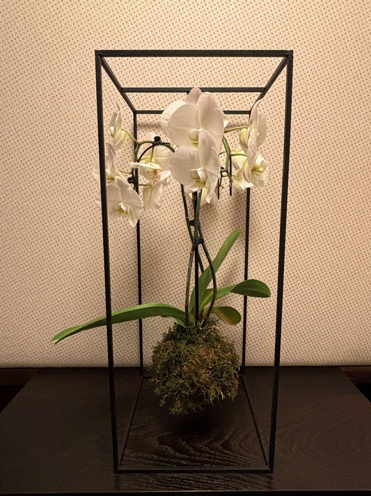 Kokedama Witte Orchidee