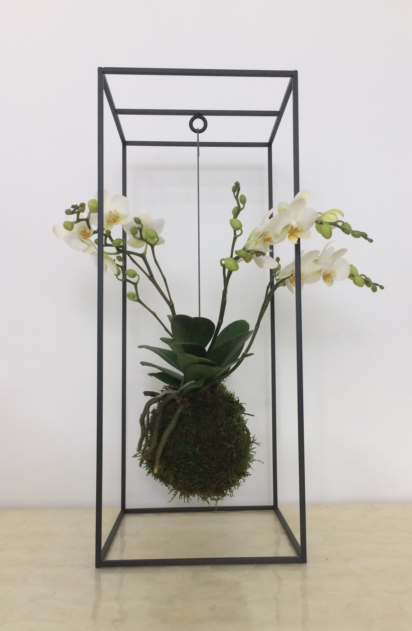 Kooi Kokedama Houder Large Noir