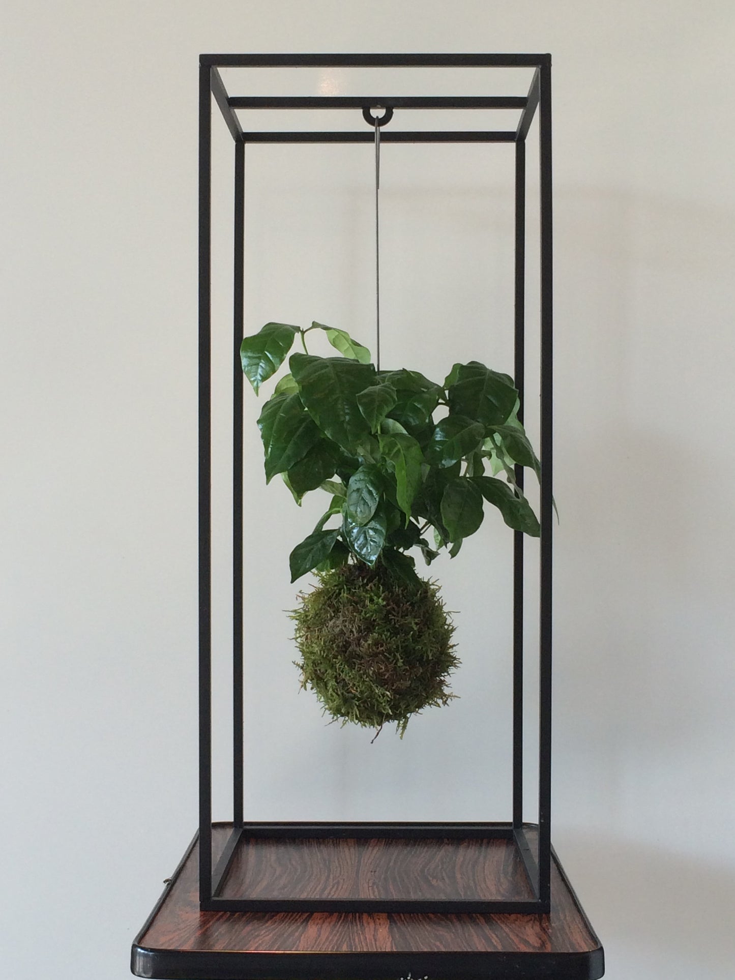 Kooi Kokedama Houder Large Noir