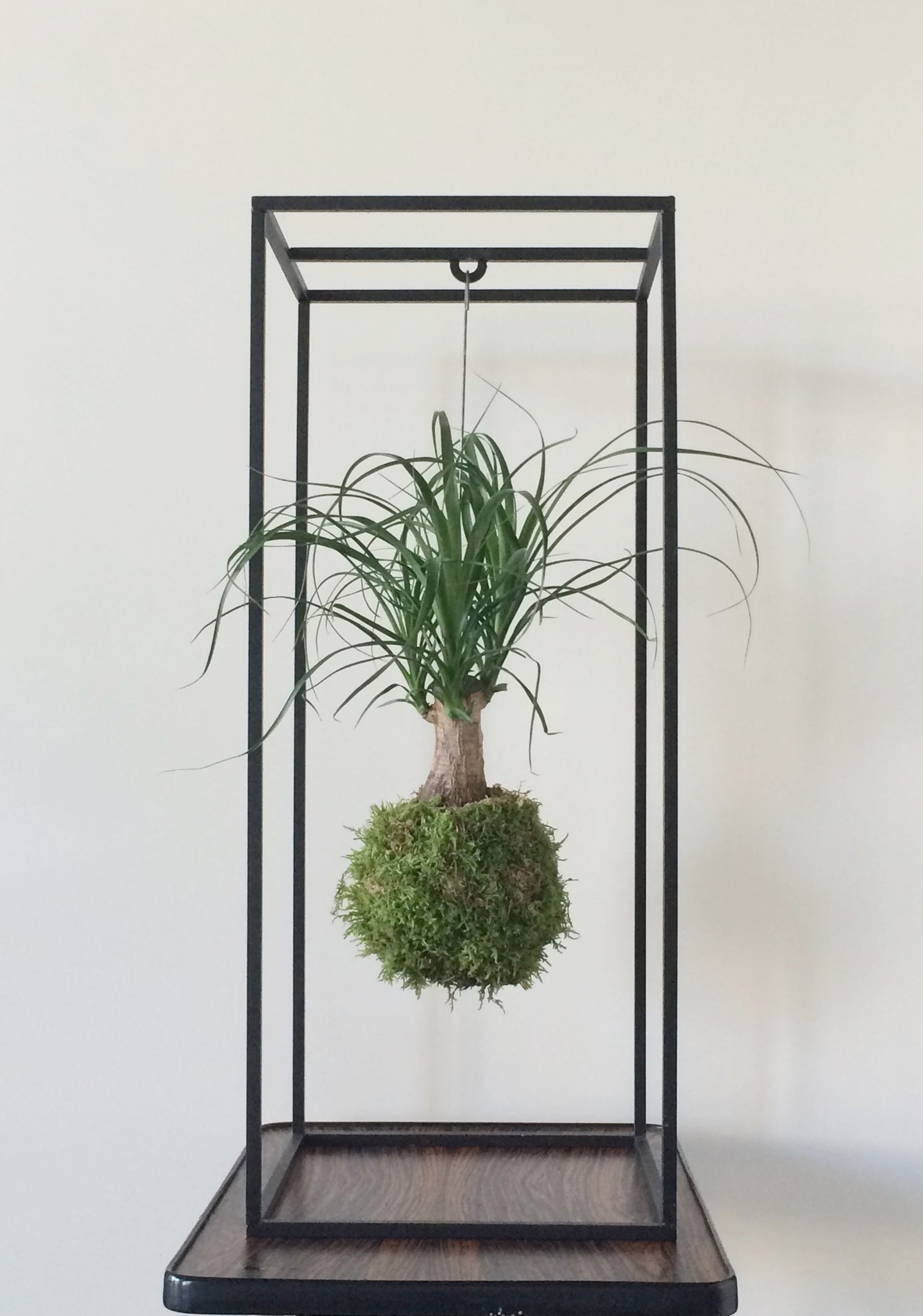 Kooi Kokedama Houder Large Noir