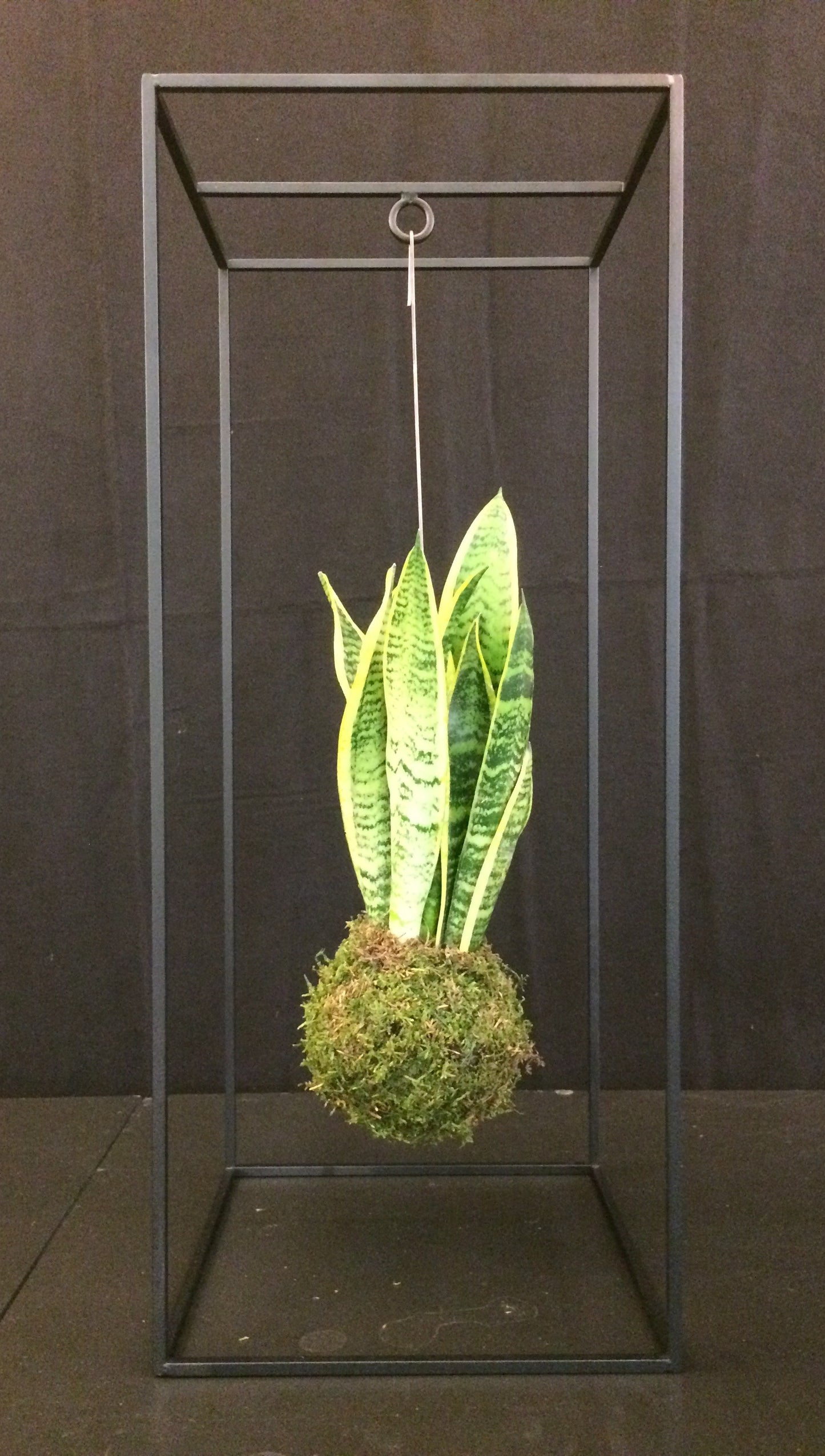 Kooi Kokedama Houder Large Noir