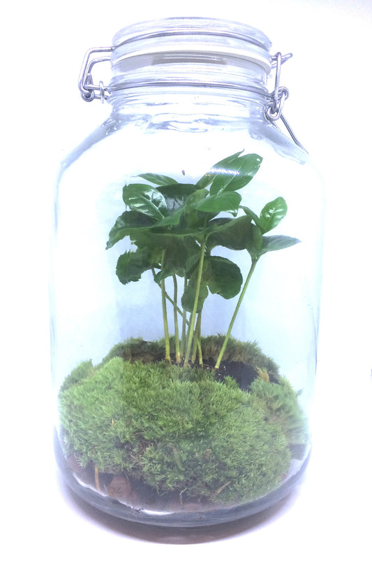 Terrarium - koffieplant in bokaal