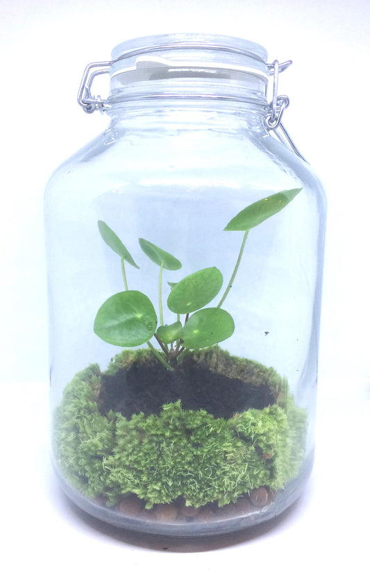 Terrarium - pilea en bokaal
