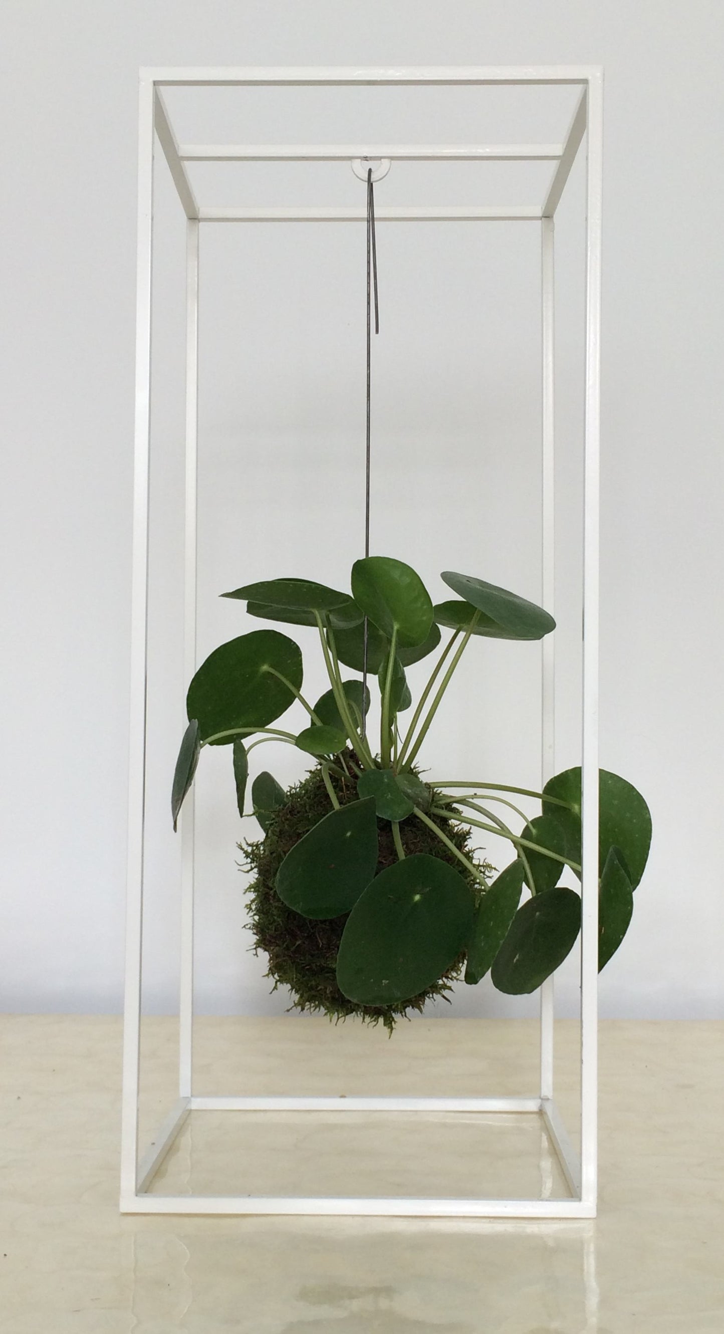 Kokedama Pilea Peperomioides