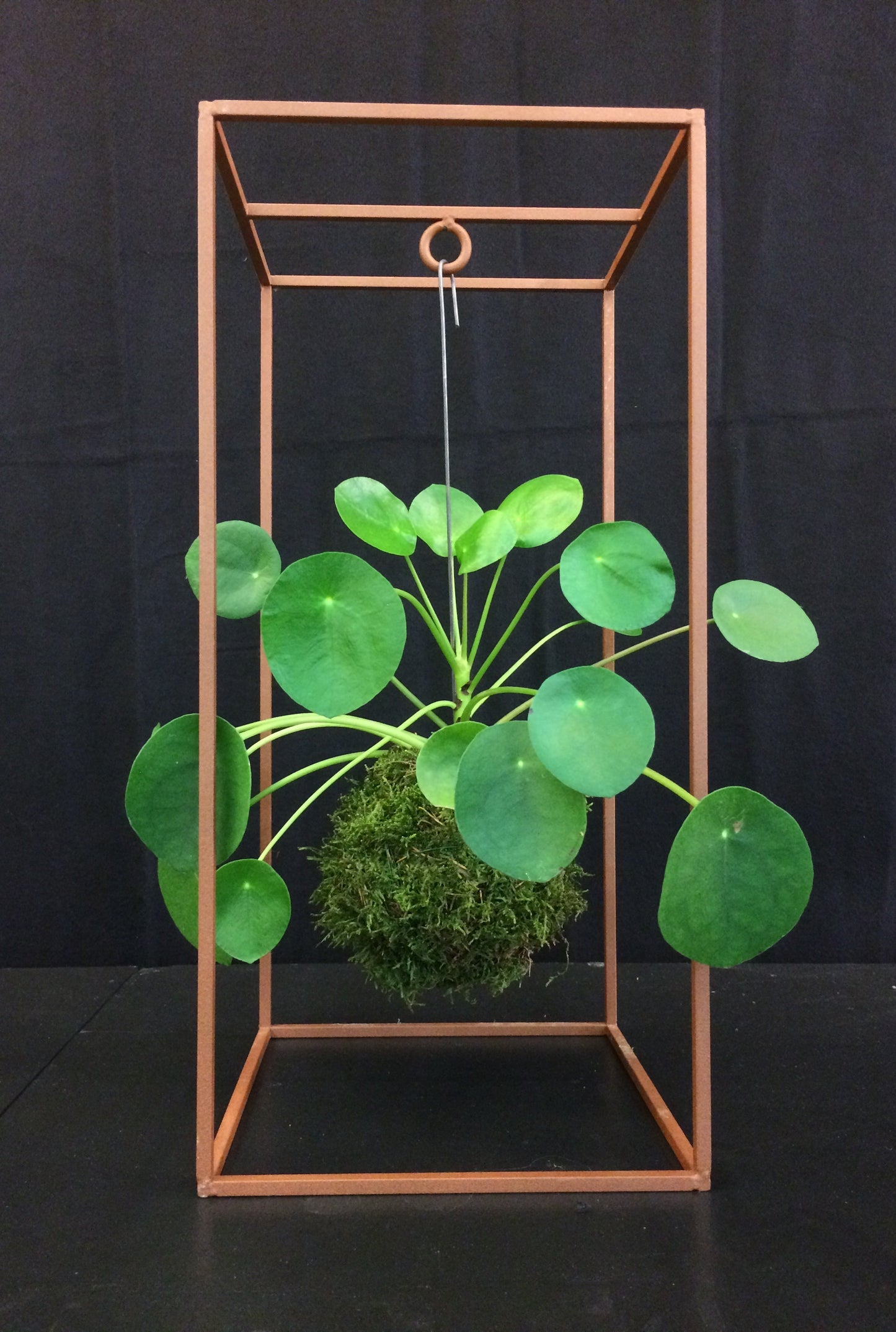 Kokedama Pilea Peperomioides
