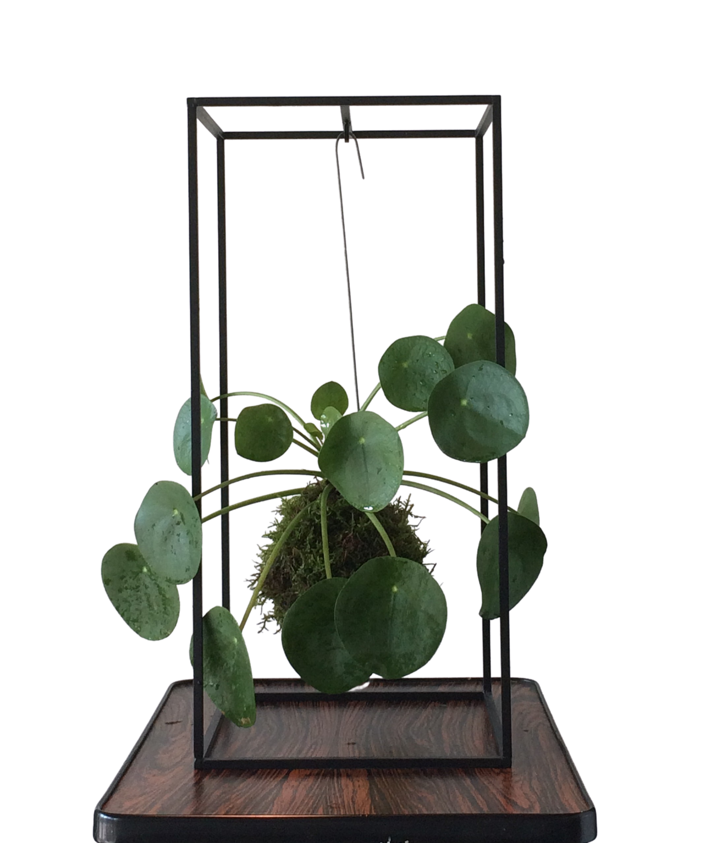 CAGE plantenhouder Small Zwart