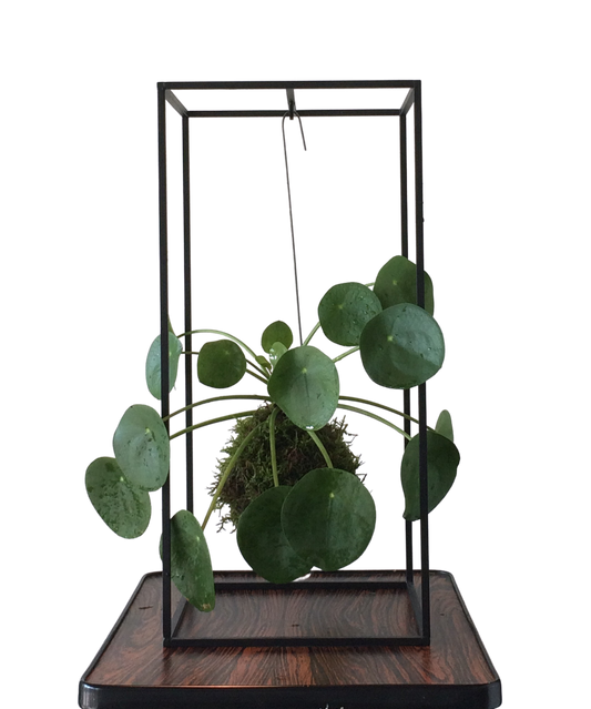 CAGE plantenhouder Small Zwart
