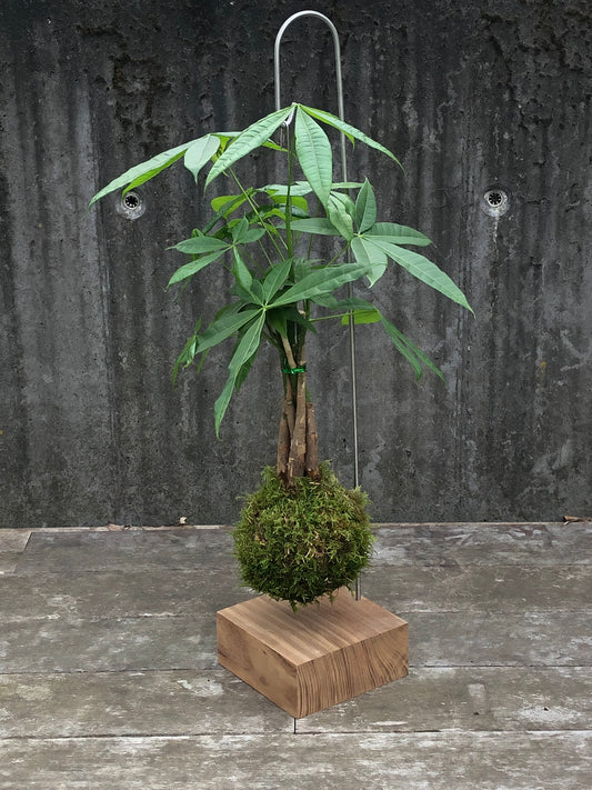 Houten Kokedama Houder met Inox Haak